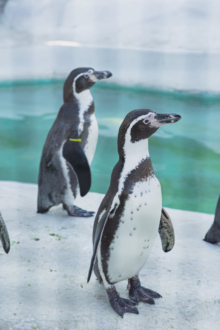 Adorable Penguins Standing On Ice Near Cold Water