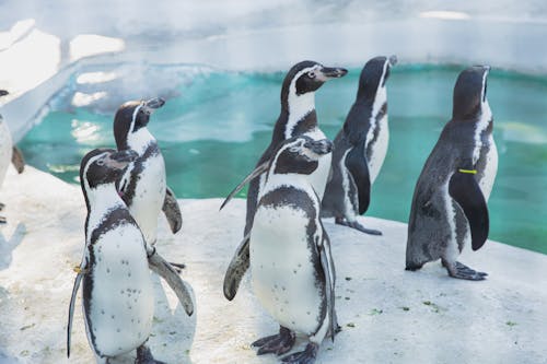 Colony of cute penguins gathering near water