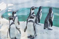 Colony of cute penguins gathering near water