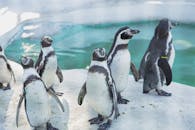 Colony of wild cute penguins gathering on snowy shore near cold seawater in daylight in sanctuary or natural habitat