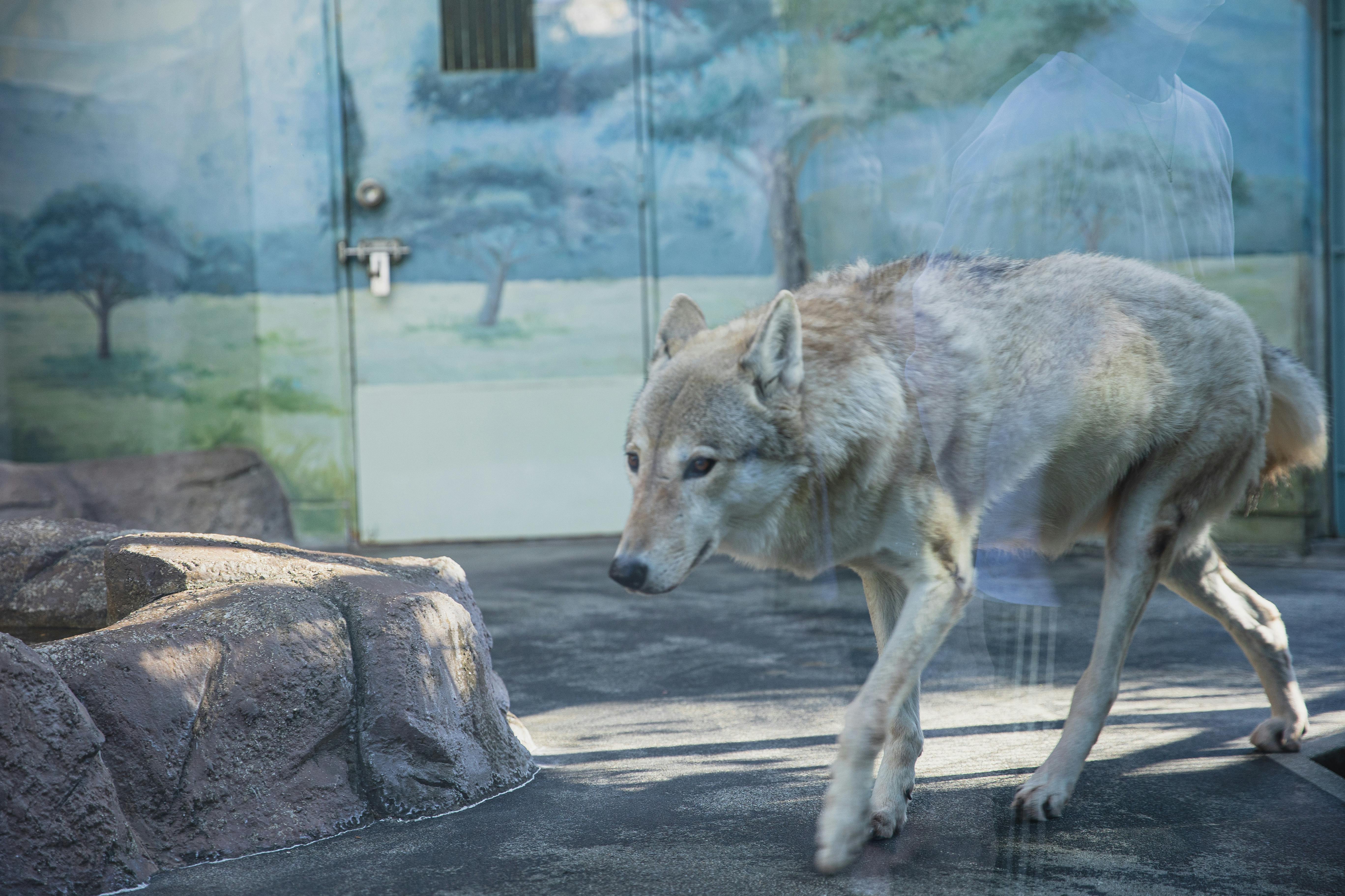 Young wolf walking in glass zoo enclosure