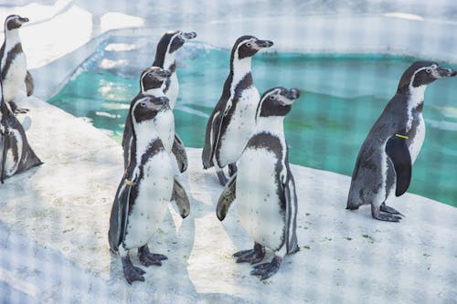 Urocze Pingwiny Stojące Na Zaśnieżonym Brzegu Morza