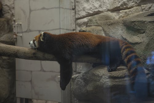 gratis Grappige Rode Panda Die Op Houten Stam Rust Stockfoto