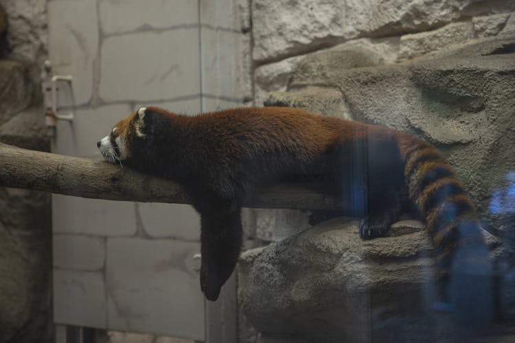 Funny Red Panda Resting On Wooden Trunk