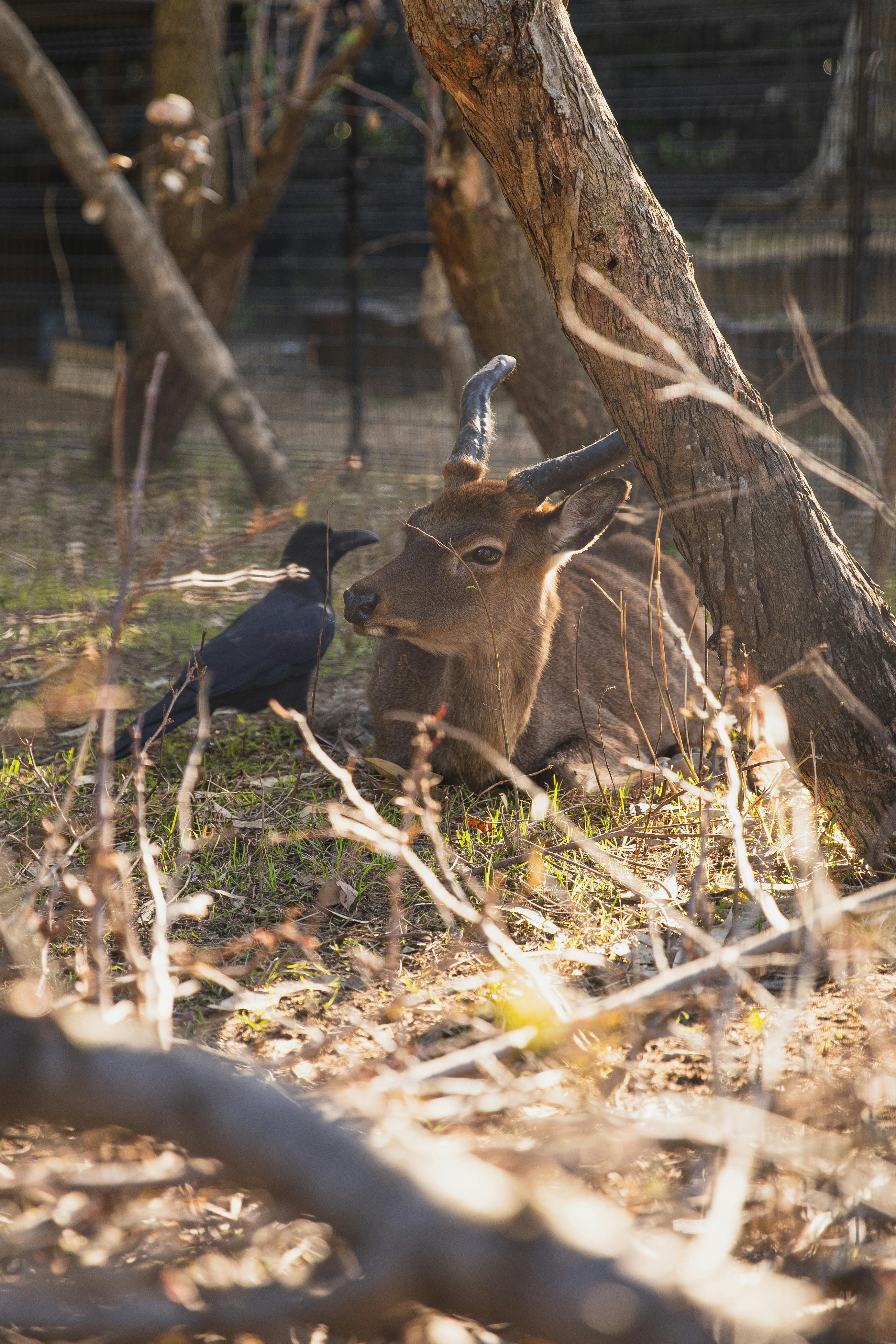 adorable roe deer resting near tree in enclosure