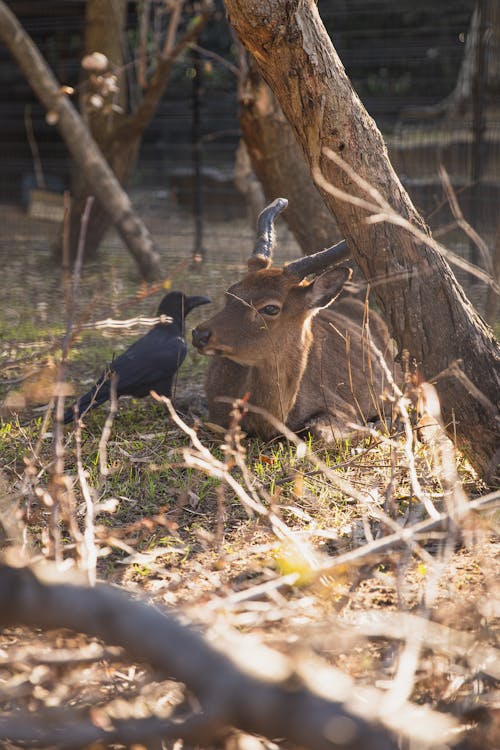 Cute young roe deer lying on grass near tree and raven in enclosure in conservation park on sunny day