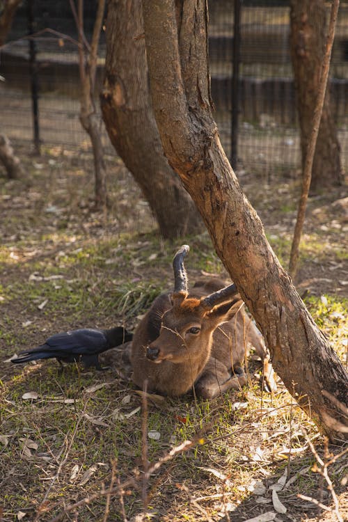 Cute young roe deer with small antlers lying peacefully near tree and black raven in enclosure in sanctuary