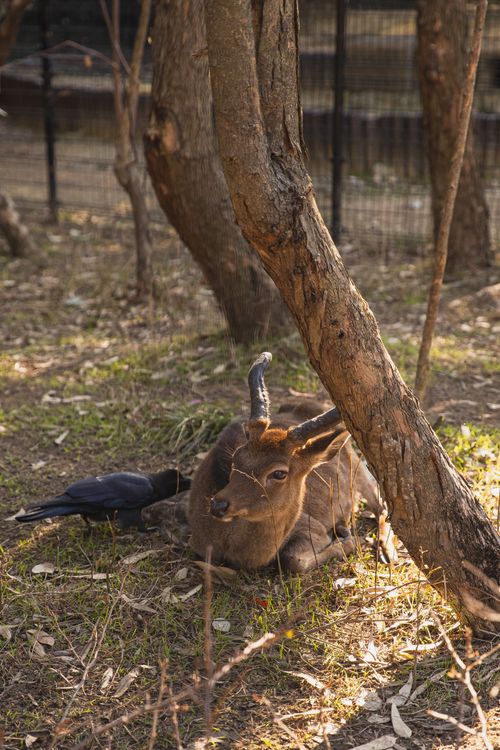 Free Cute young roe deer with small antlers lying peacefully near tree and black raven in enclosure in sanctuary Stock Photo