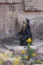Black sun bear sitting near rock in zoo