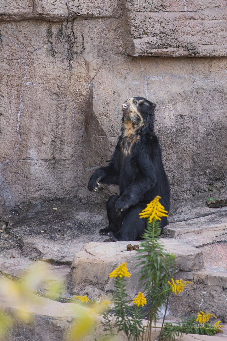 Black Sun Bear Sitting Near Rock In Zoo