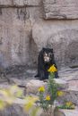 Full length calm Malayan sun bear sitting on stony ground near rock slope in national park in daylight