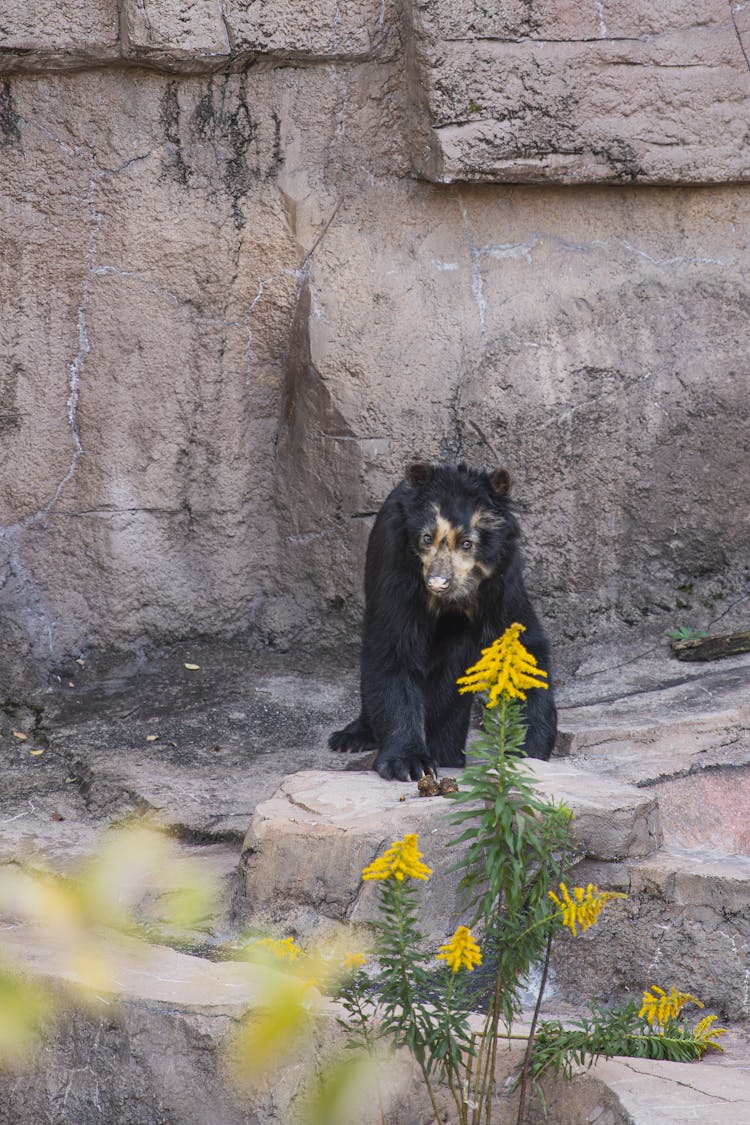 Black Sun Bear Sitting On Stone In Sanctuary