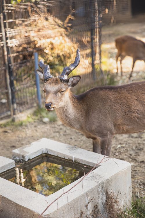 Free Cute young roe deer with small antlers standing with eyes closed near water drinking bowl in national park Stock Photo