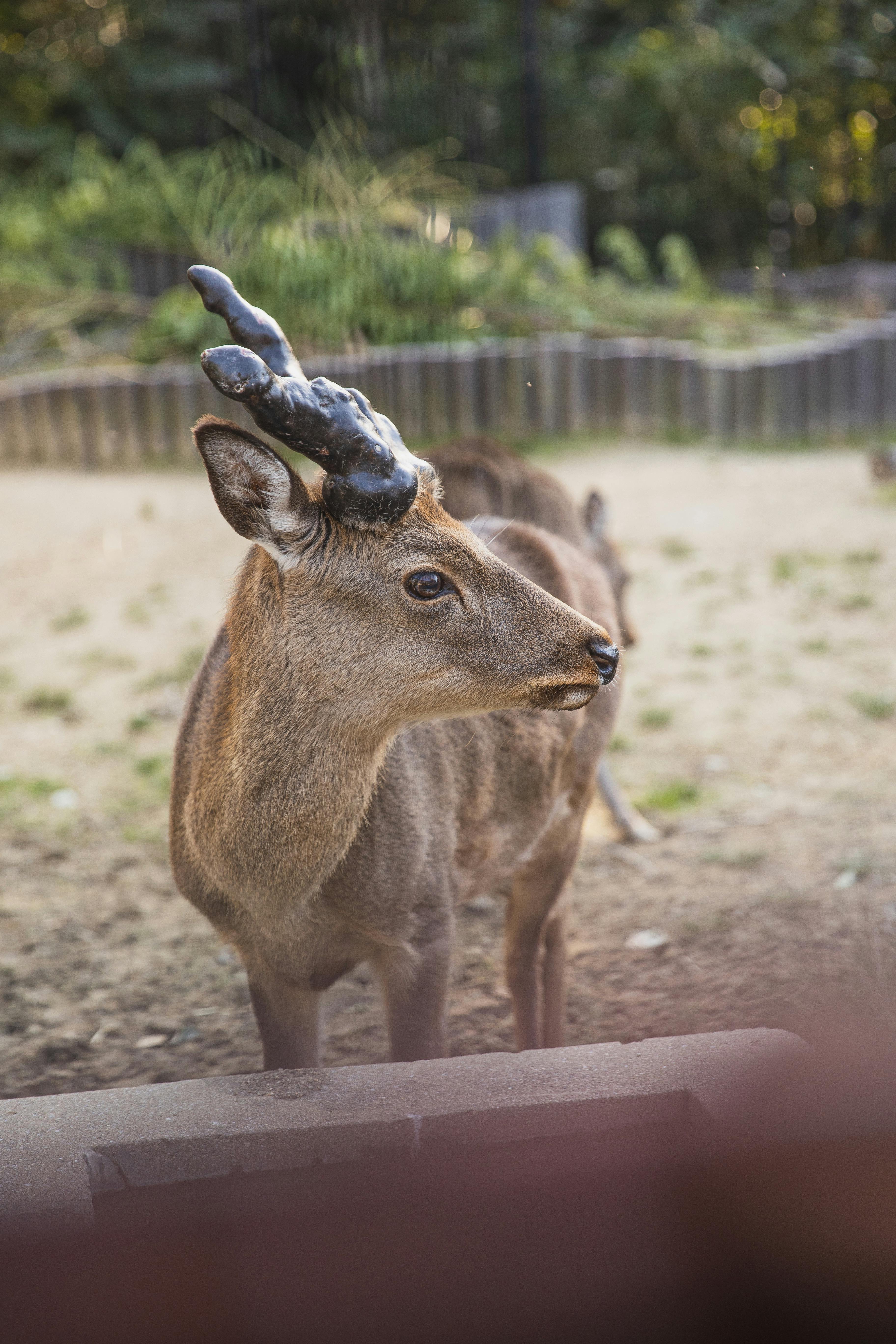 grátis Foto profissional grátis de □ gentil, amante da natureza, amante da vida selvagem Foto profissional