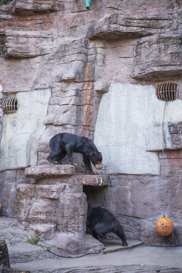 Sun Bears Standing Near Stone Wall In Zoo