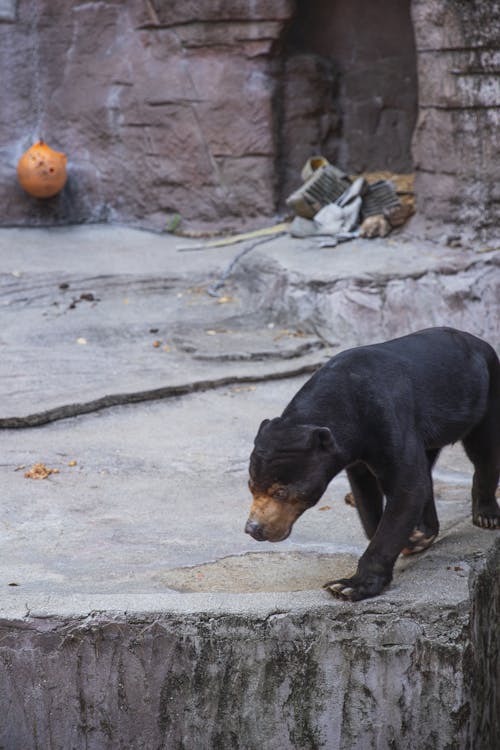 Free Sun bear with black fur and claws on paws strolling in zoological garden in daylight Stock Photo