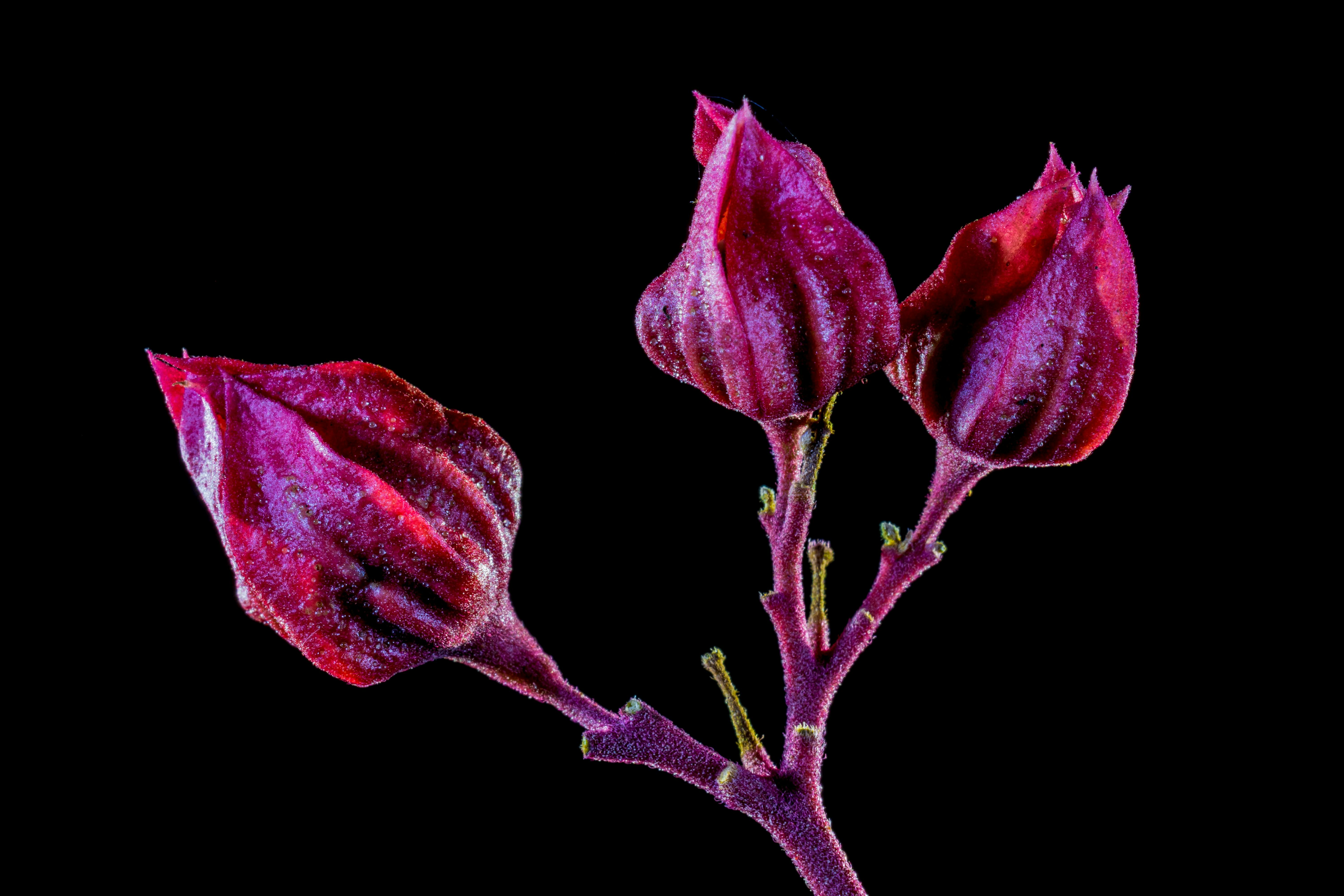 Foto de stock gratuita sobre brote, capullo, flor