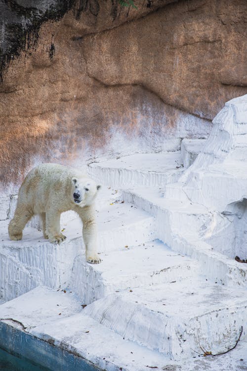 中景, 動物攝影, 北極熊 的 免费素材图片