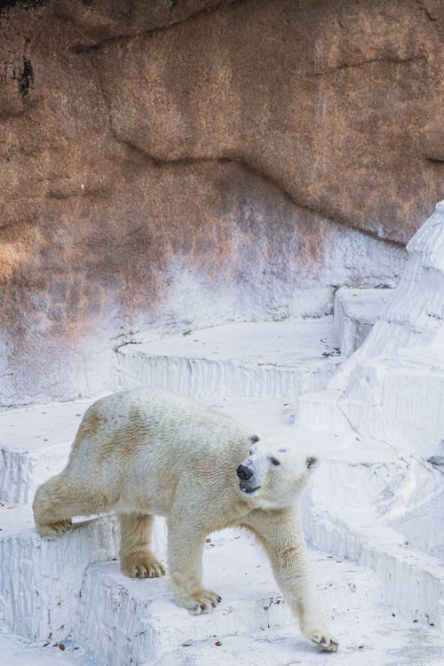 From above of polar bear with thick white fur walking on uneven surface in zoological garden and looking away