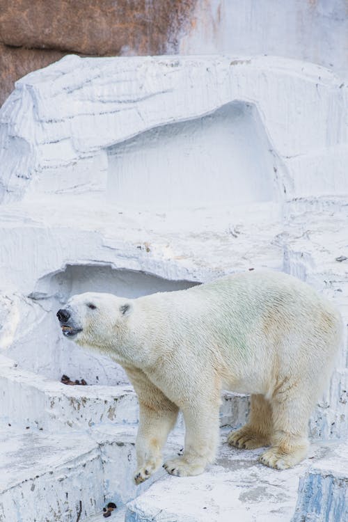 High angle of dangerous polar bear with white fur and open mouth standing in zoo