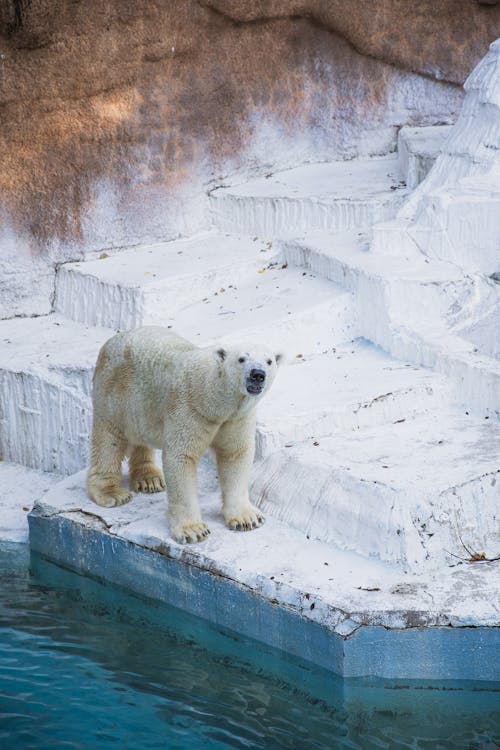 Безкоштовне стокове фото на тему «білий ведмідь, дика тварина, місце проживання»