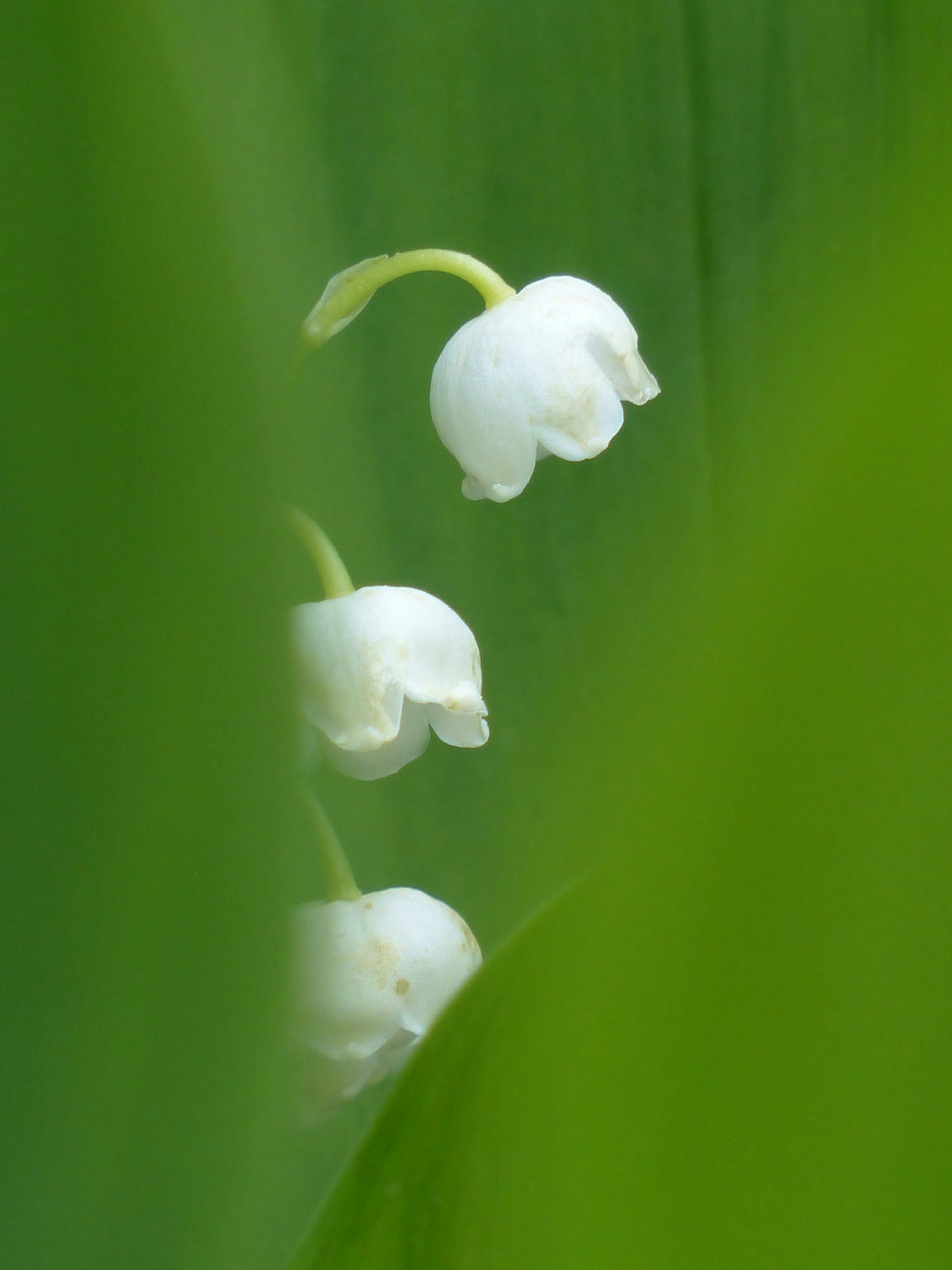 Convallaria Majalis アスパラガスの植物 スズランの無料の写真素材