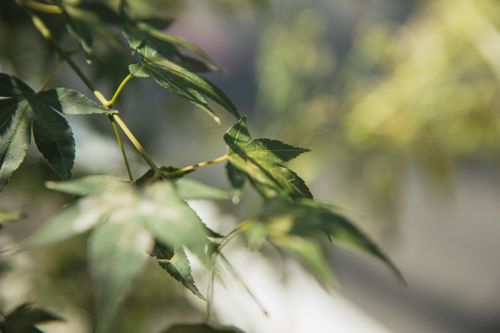 Free Plant with thin stems and spiky wavy leaves growing in summer park in sunlight Stock Photo