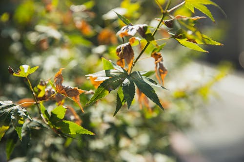 Bright bush with thin stalks and pointed wavy leaves growing in autumn garden in sunlight