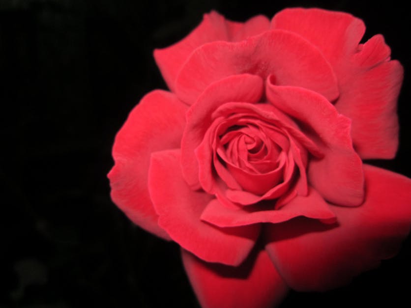 Free stock photo of dark, Red Rose