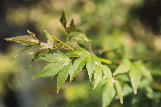 Closeup of bush with delicate green leaves growing in garden in soft focus on sunny summer day