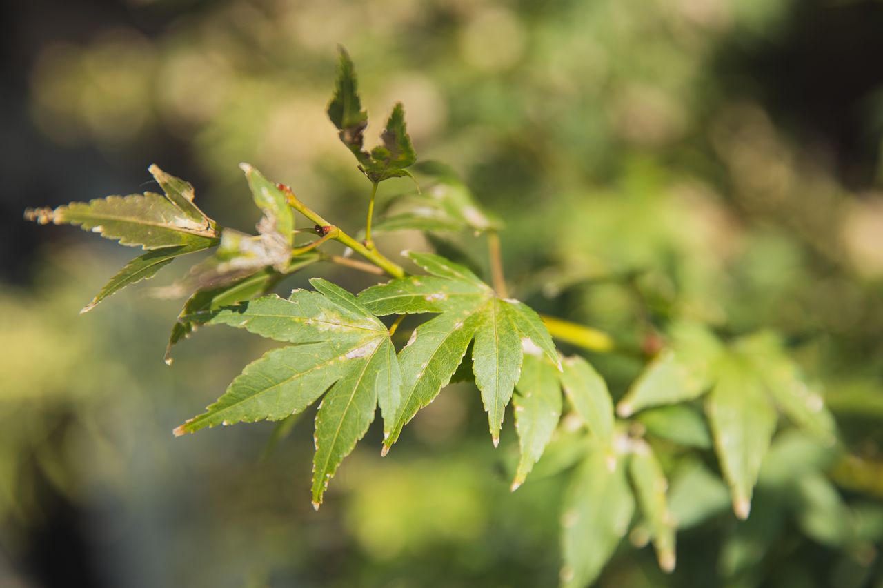 closeup of bush with delicate green leaves growing in garden in soft f