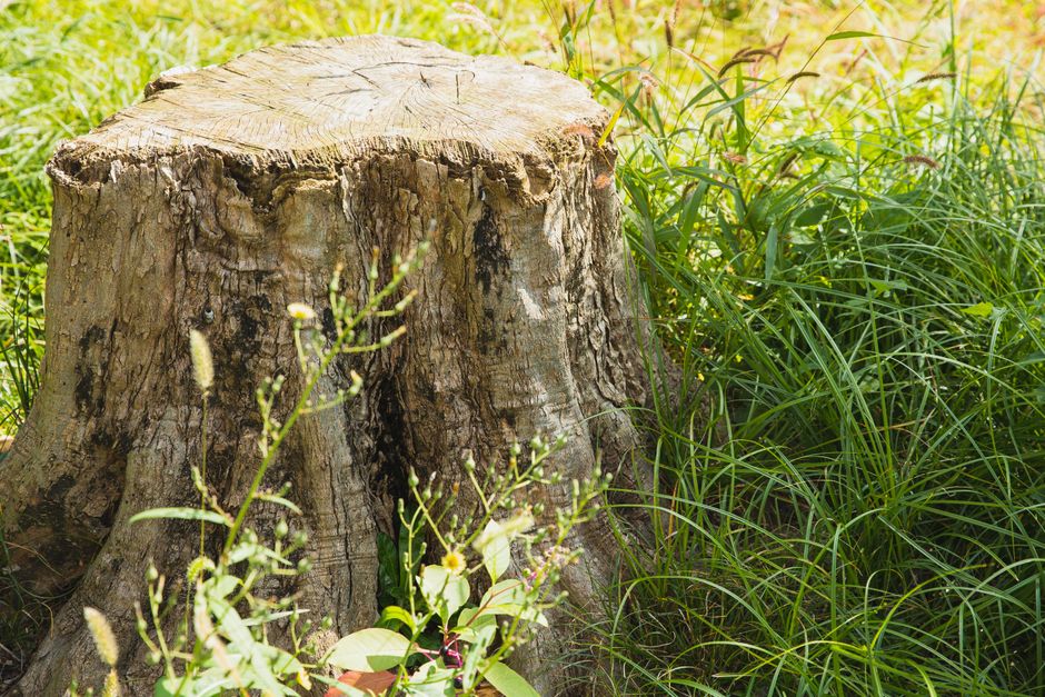 Old tree stump surrounded by fresh green grass in a residential yard — stump removal without a grinder Surrey BC
