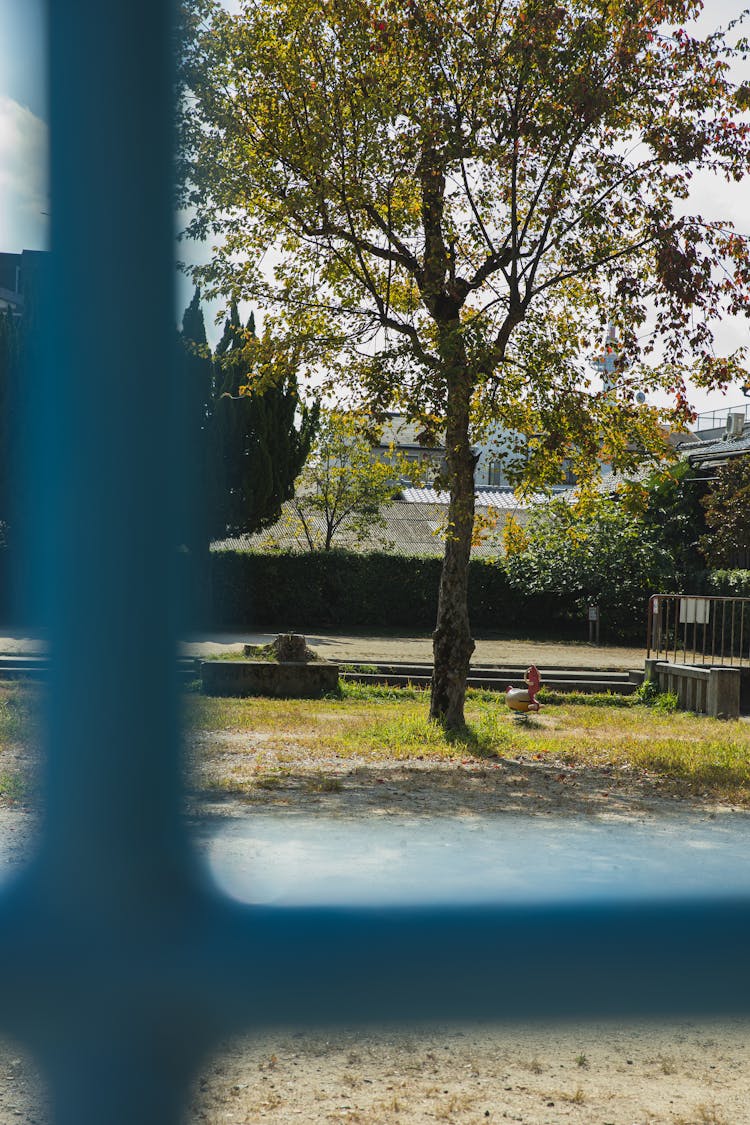 Empty Yard With Green Tree In Sunny Day