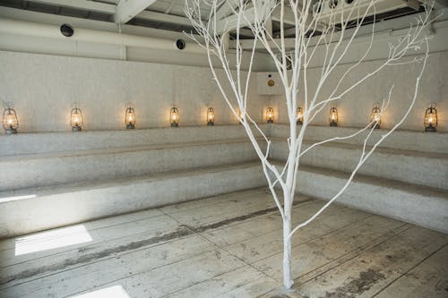 Immagine gratuita di albero, appartamento, architettura