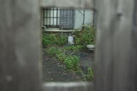 Backyard with vegetation through hole in fence