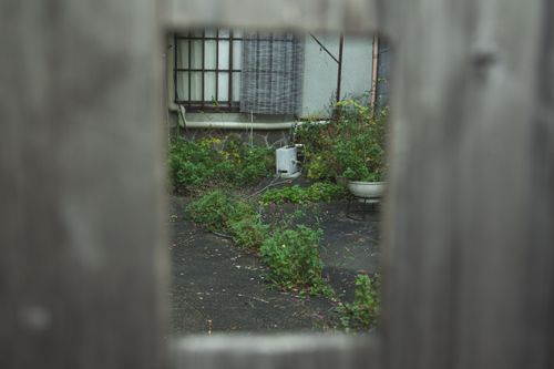 Free Potted plant and lush grass growing through asphalt surface of yard behind wooden fence with hole Stock Photo