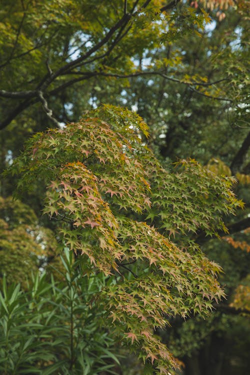 Green lush foliage on branches of various trees growing in garden of city