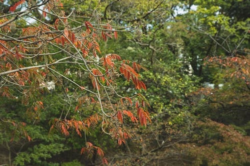 Autumn leaves on dry branches of tree