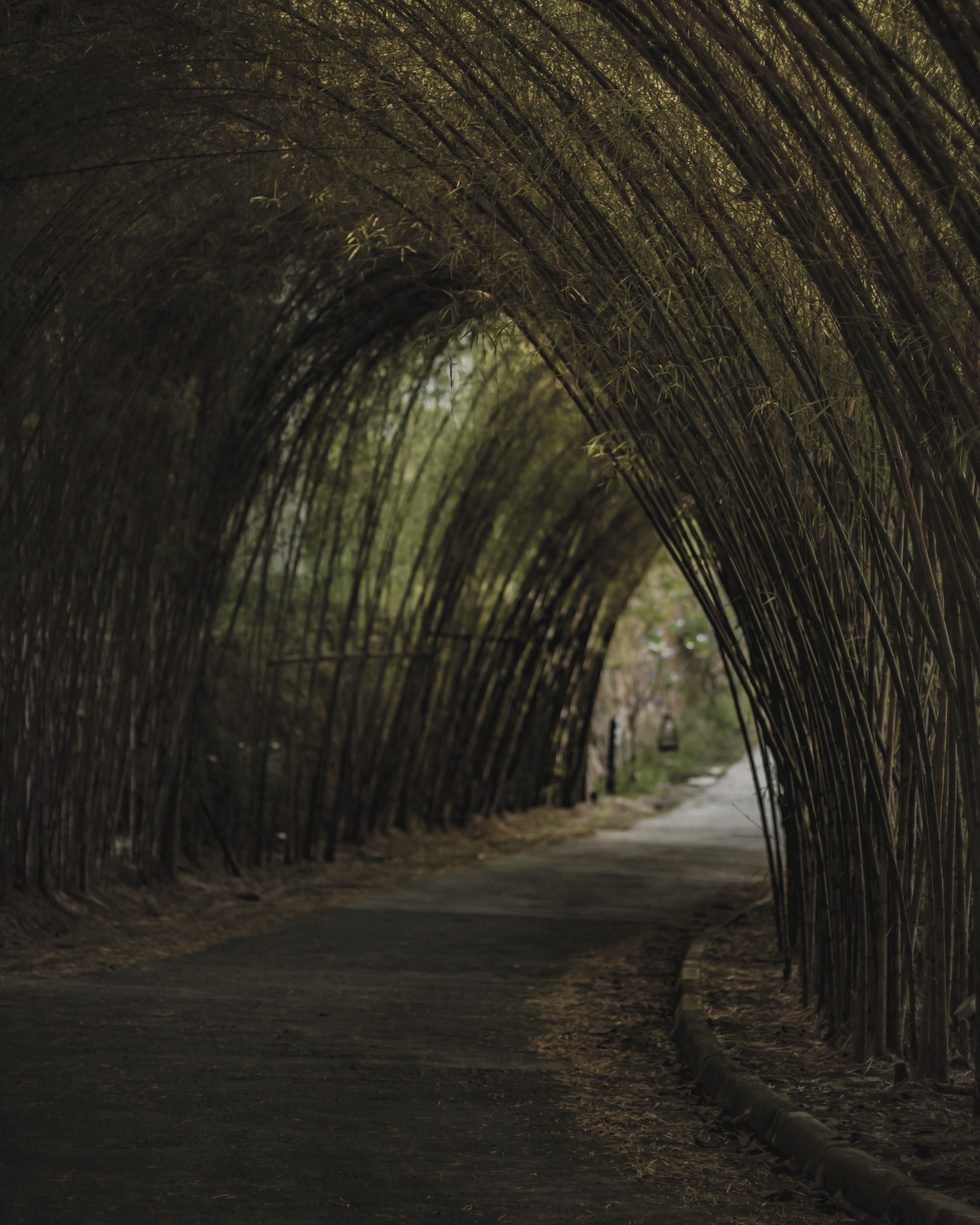 Bamboo Tunnel Photos, Download The BEST Free Bamboo Tunnel Stock Photos &  HD Images