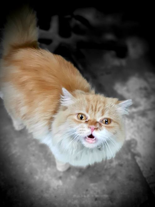 Free stock photo of cat Stock Photo