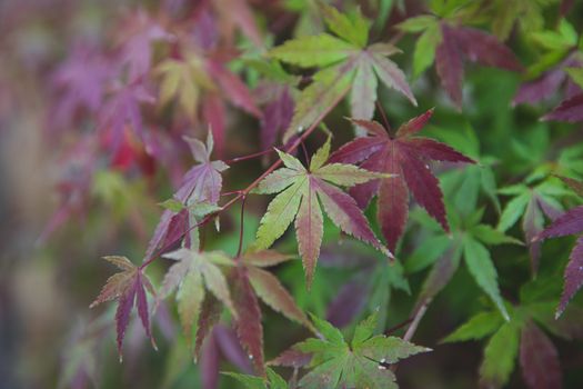 Closeup of gentle green and red leaves of Japanese maple tree growing in autumn garden in daytime