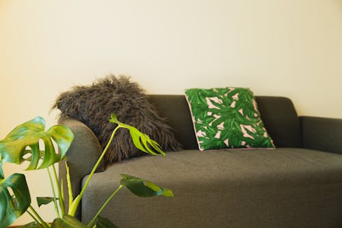 Cozy sofa with cushions and potted plant