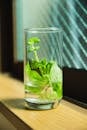 Glass of water with sprout on windowsill