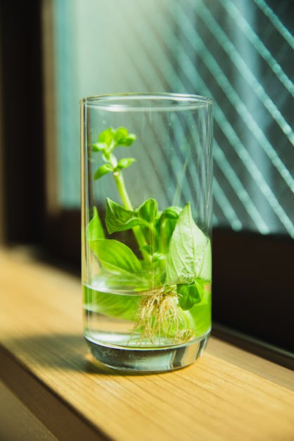 How to grow bean sprouts at home