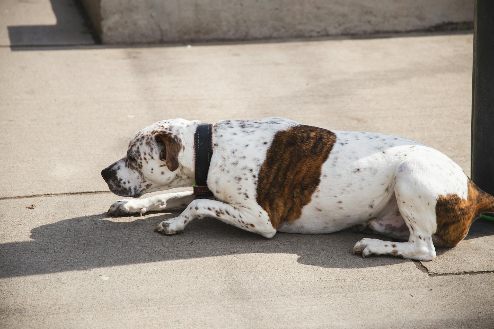 Vue latérale à angle élevé d'un chien de berger d'Asie centrale avec son collier étendu sur un sol en béton