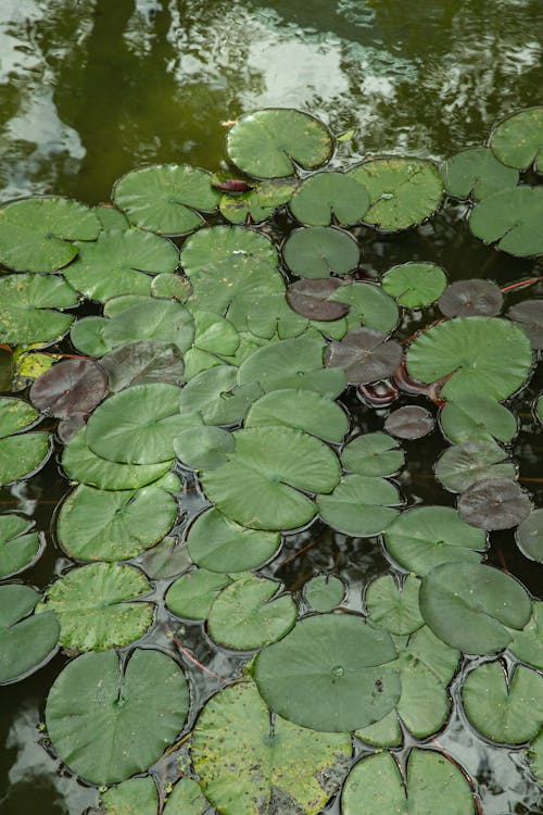 Pond with water lily leaves in summer