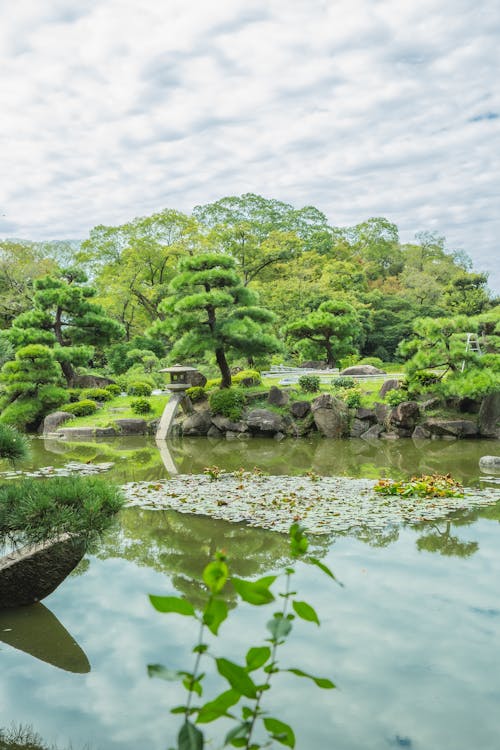 Scenery view of bright lush trees reflecting in pond with stones in botanical garden in daylight