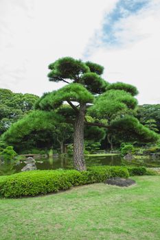 夏季，公园里水边的草地上，色彩缤纷的树木和灌木在天空下生长