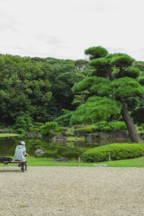 Back view of unrecognizable traveler resting on bench while admiring lush green trees reflecting in water in botanical garden