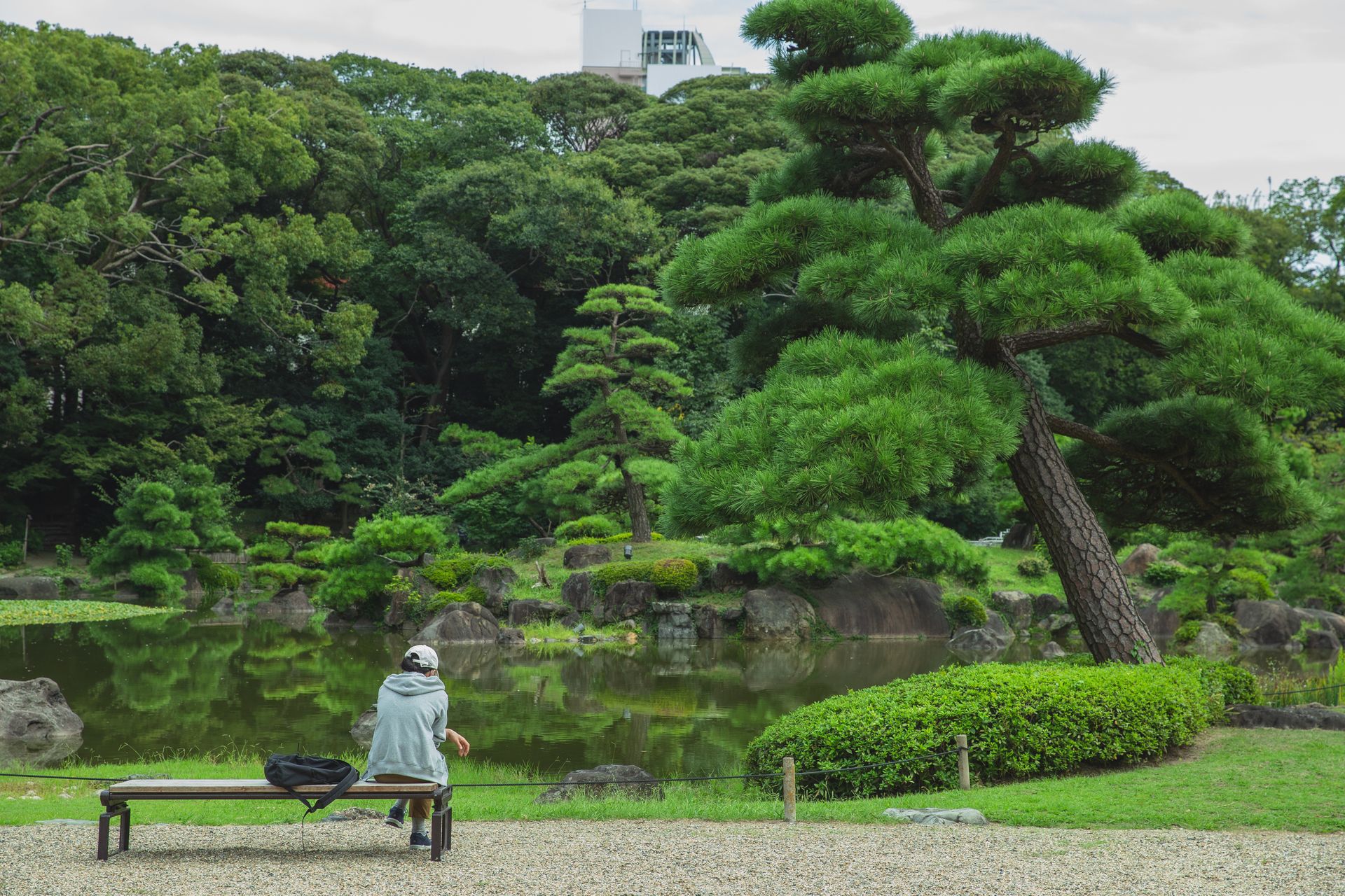 Back view of unrecognizable tourist on bench enjoying assorted green trees reflecting in pure water in botanical garden
